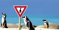 lutz-ballier-pinguine-schild